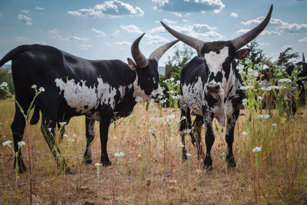 Contigo Ranch Watusi Cattle Ranch