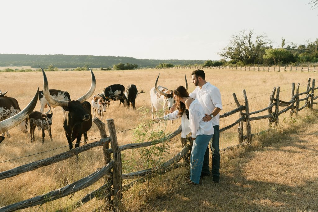 Engaged couple with the Watusi cattle at Contigo Ranch