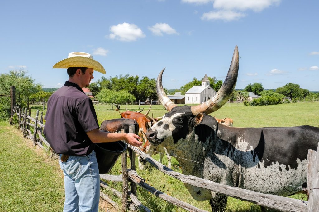 Feed time for the Watusi Cattle