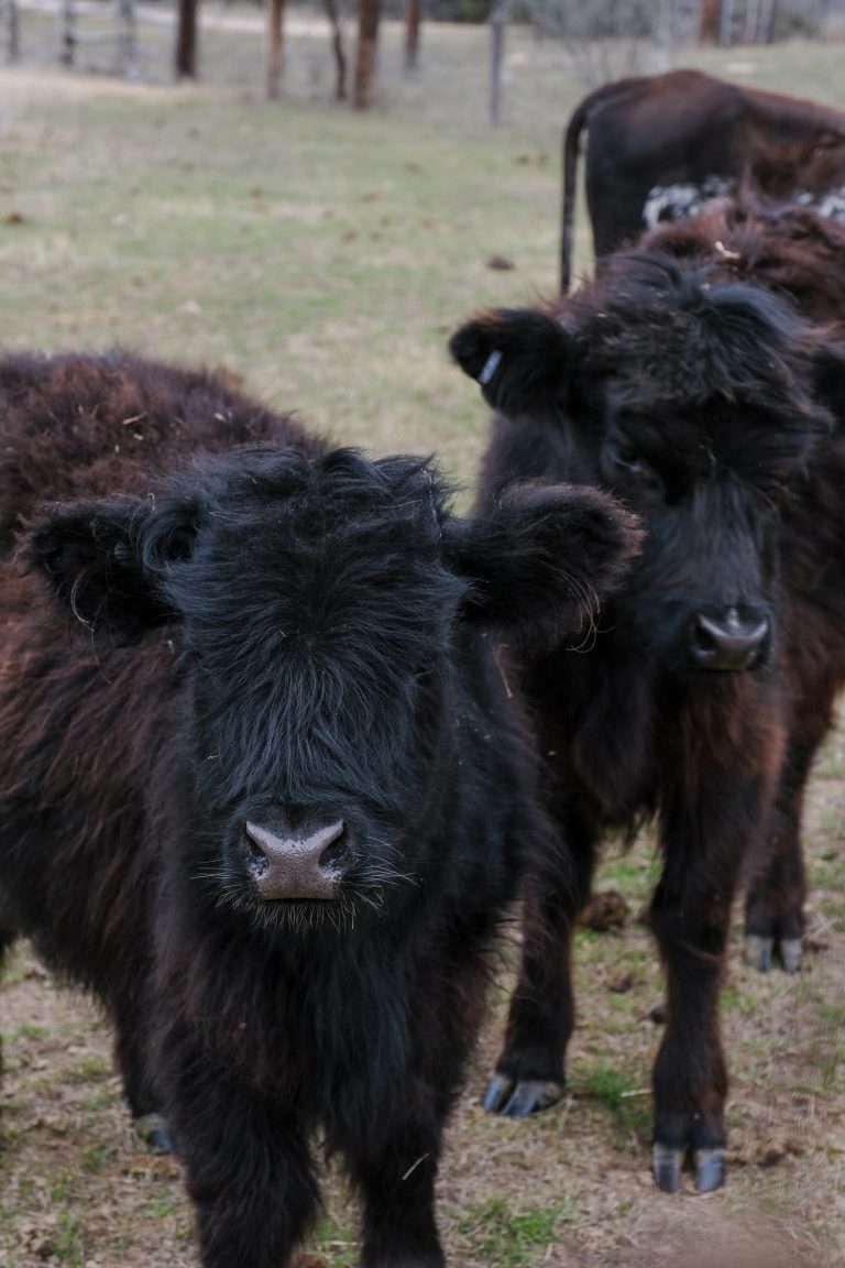 Scottish Highlander Cattle at Contigo Ranch Hill Country Venue