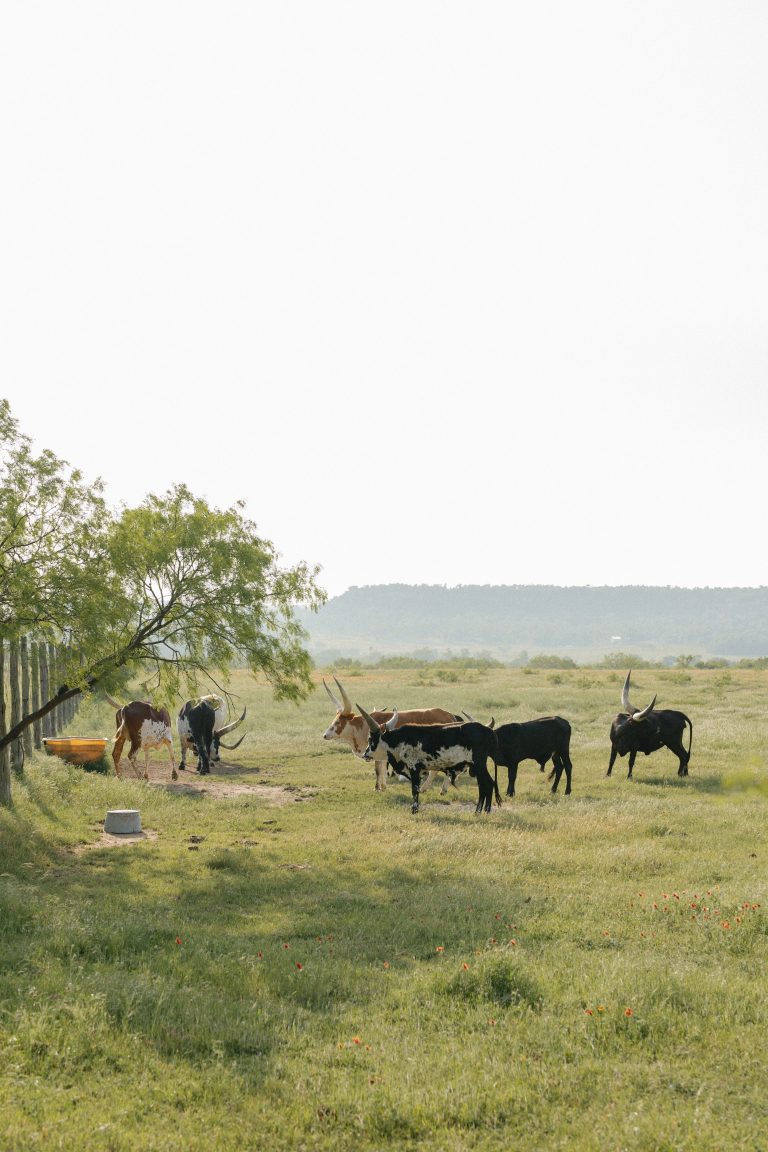 Watusi Cattle at Contigo Ranch Destination Wedding and Event Venue