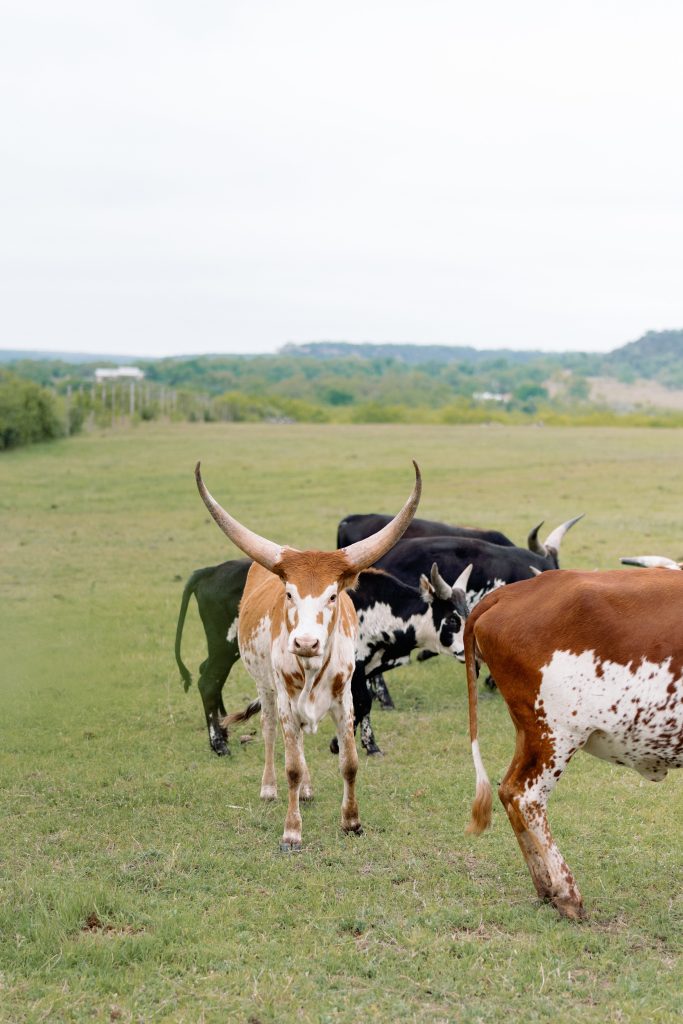 Contigo Ranch The Barn 3